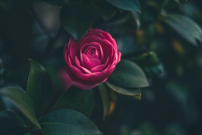 红色开花绿叶植物特写照片